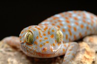 /album/venta-de-mascotas-exoticas1/gecko-3-tokay-jpg/